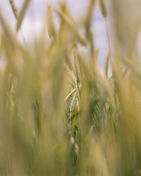 Field of Grass