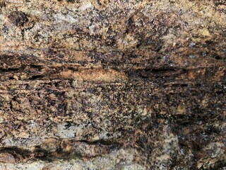 Fototapeta premium Close Up of Natural Brown Tree Bark Texture Background