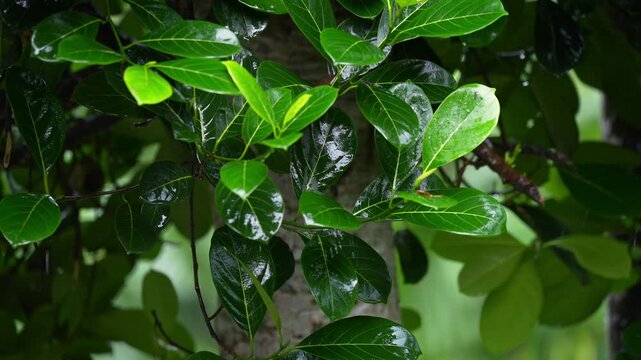 Rain falls on the glossy leaves of a lychee tree during the monsoon season