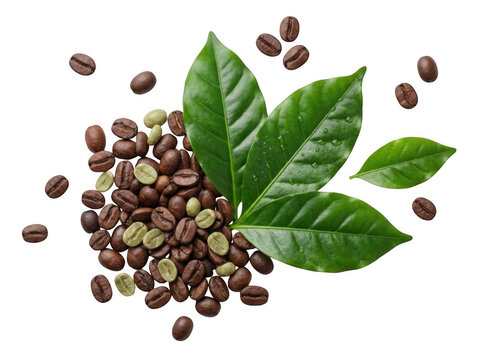 Roasted coffee beans and fresh green coffee leaves scattered on a flat surface isolated on transparent background