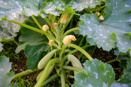 Fresh zucchini growing directly in fertile garden soil, surrounded by dense green foliage, symbolizing organic farming, local food and healthy seasonal harvest
