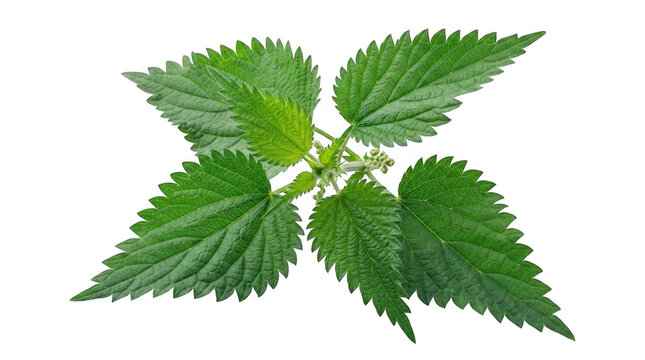Fresh green stinging nettle leaves isolated on a plain surface for herbal medicine and organic skincare ingredients isolated on transparent background