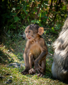 Ein Berberaffen Baby sitzt im Schatten eines baumes