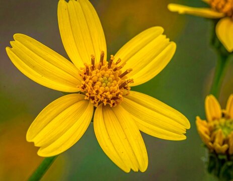 Professional macro photograph of Senecio bombayensis blooms growing naturally beside grasses in a pristine wild habitat.