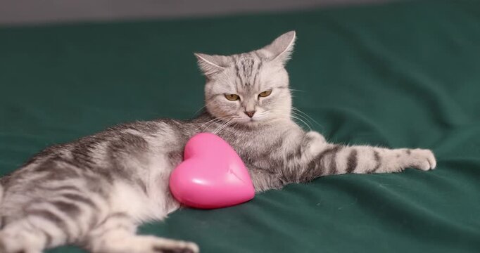 beautiful, gray British cat with a pink heart in a home environment
