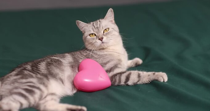 beautiful, gray British cat with a pink heart in a home environment
