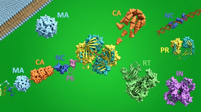HIV protease cleaving Gag-Pol polyprotein. Viral maturation process in molecular biology.