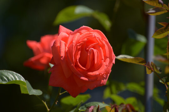 つるスーパースター　バラの花