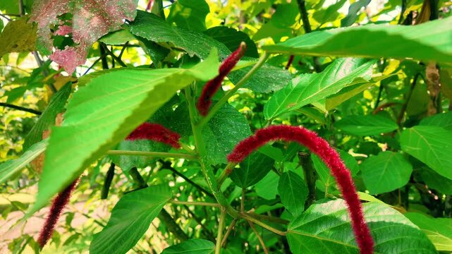 Red Chenille Plant Flowers Cats Tail Close Up, 4K Slow Motion Cinematic Background