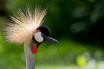 Grey Crowned Crane in a clearing © Janusz