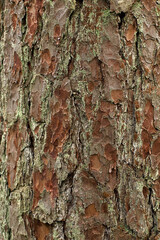 Fototapeta premium Close-up of the textured bark of an old pine tree.