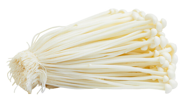 Bundle of enoki mushrooms with fibrous base, isolated on transparent background