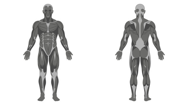 Anatomy of the human muscular system featuring front and back views of a male figure in a gray technical vector illustration style showing major muscle groups on a white background.