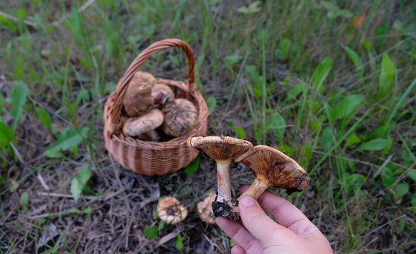 hand with paxillus involutus (Brown Roll-rim) mushrooms close up, natural background. Beautiful image of picking wild forest mushrooms. harvest season. wild forest aesthetic. soft focus