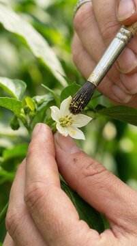 Close-up of a gardener hand-pollinating a white pepper flower using a fine paintbrush