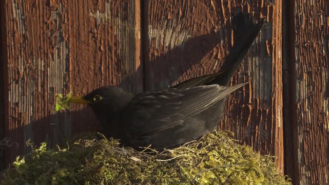 Male blackbird picks up a small piece of moss from the nest edge, adjusts it in its beak and places it inside. Static close view in warm sunrise light.

