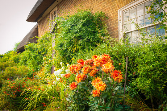 Wonderful, full bloom English garden seen outside a traditional thatched roofed English cottage. Part of the straw roof can be seen.