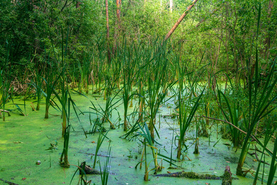 Swamp with duckweed and reeds in the summer forest.