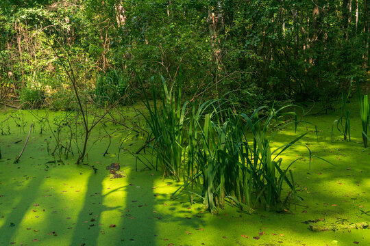 Swamp in the forest with duckweed and reeds