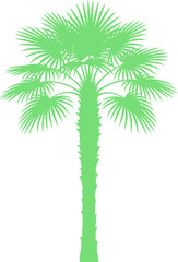 Obraz premium Green fan palm tree silhouette spreading its wide textured fronds outward