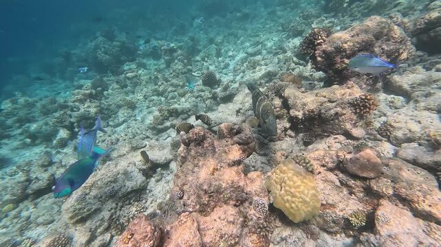 Humphead wrasse in the wild. Coral reef on the Maldives.