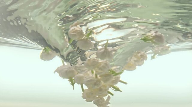 Macro underwater video of fresh white jasmine flower buds swirling in water vortex with bubbles transitioning to top view, organic botanical extract and tea processing background for advertising