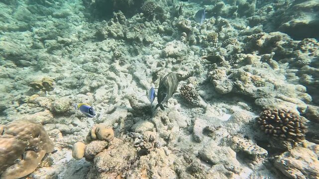 Humphead wrasse in the wild. Coral reef on the Maldives.