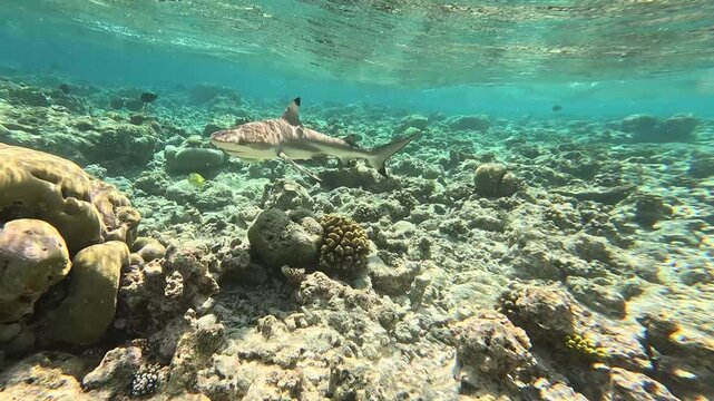 Blacktip reef shark in the wild. Coral reef on the Maldives.