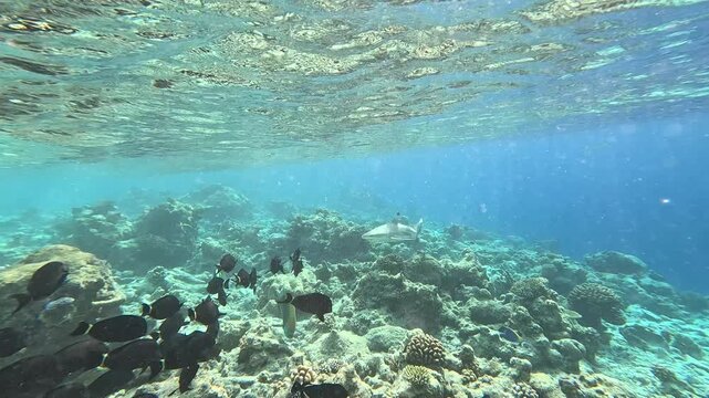 Blacktip reef shark in the wild. Coral reef on the Maldives.