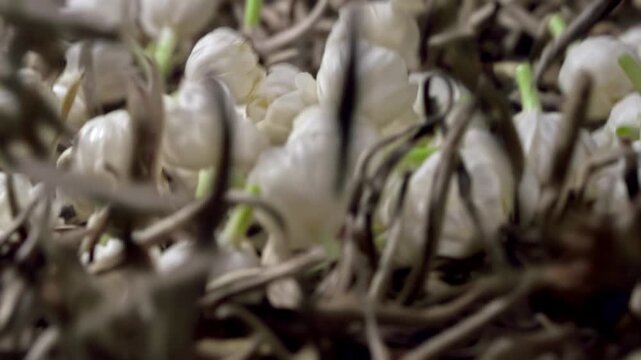 Macro video of fresh white jasmine flower buds on dried tea leaves transitioning into swirling water vortex with green leaves, organic botanical extract and jasmine tea processing for advertising