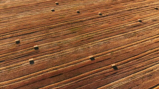 Abstract aerial drone view of a harvested wheat field with square straw bales and parallel tractor lines