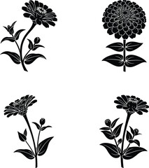 Obraz premium Zinnia Flower Silhouette Set – Four Elegant Blooming Plant Poses Isolated on White Background 