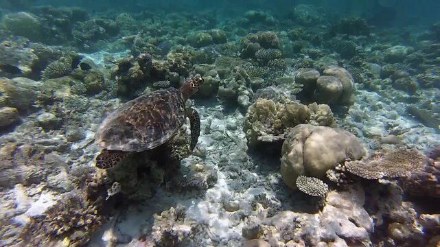 Green turtle, Indian ocean, Maldive islands. 