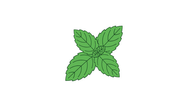 Fresh green mint leaf sprig isolated on a white background, representing healthy herbs, flavorings, and natural ingredients.
