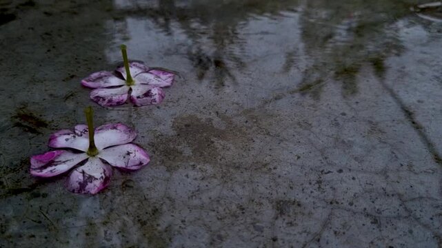 Two white and pink flower petals floating on wet concrete surface after rain flowers water puddle