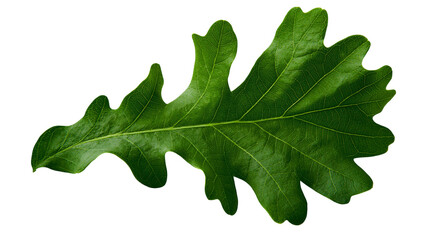 Fototapeta premium Detailed green oak leaf with lobed edges, isolated on transparent background