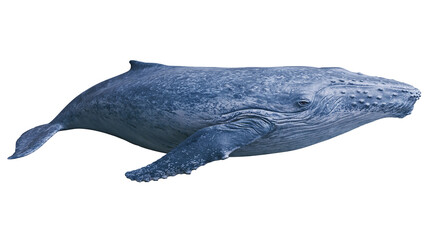 Large blue humpback whale with textured skin, isolated on transparent background © iPNG