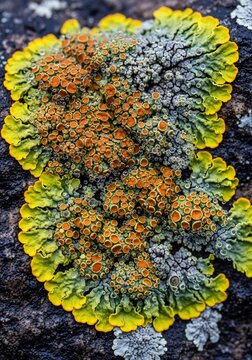 Nature's Miniature Tapestry