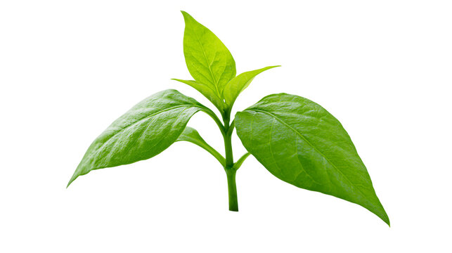 Vibrant green young plant sprout with delicate leaves, isolated on transparent background