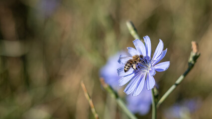 Honey bee collecting pollen on a blue chicory flower close up with soft bokeh background © Dimitar