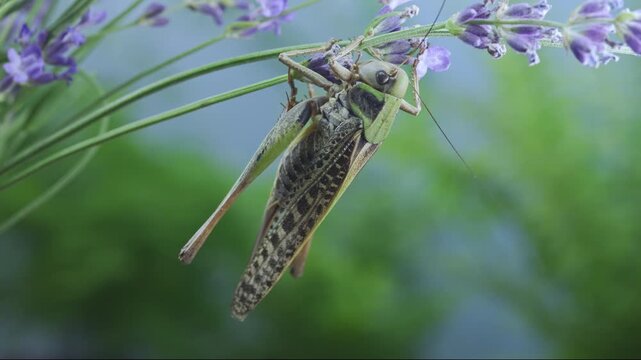 Large female wart-biter grasshopper climbing on thin stem of fragrant, blooming lavender flowers against soft, colorful background. Close-up of big bush-cricket on bright violet Lavandula blossoms