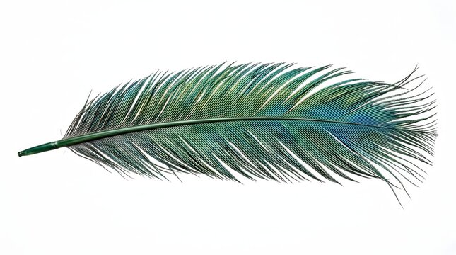 Single iridescent peacock feather isolated on a clean white background for artistic design and nature inspired creative projects
