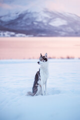 Husky stands alert in deep snow beside Malangen Fjord in Troms, Northern Norway © Fauren