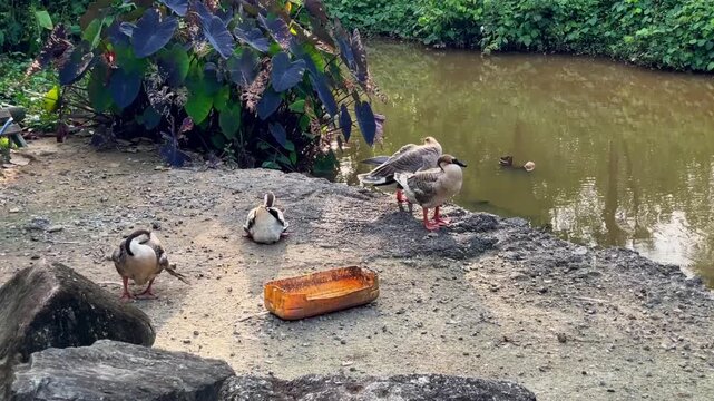Domestic geese stand on the shore of a pond, carefully preening their feathers with their beaks. The shot captures the natural behavior of waterfowl in a calm, natural setting.