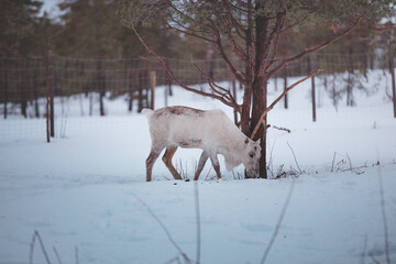 Winter view of a white reindeer grazing beside a pine tree in deep snow near Malangen Fjord © Fauren