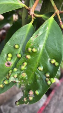 Close-up of green leaves with leaf galls and parasitic infestation
