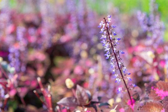Purple flowers blooming colorful garden soft bokeh selective focus vibrant natural light creating an elegant floral background for spring botanical themes
