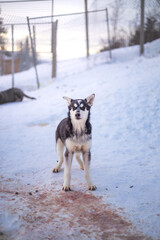 Black and white husky puppy stands alert in a snowy kennel near Malangen Fjord in Troms, Northern Norway © Fauren