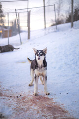 Black and white husky puppy stands alert in a snowy kennel near Malangen Fjord in Troms, Northern Norway © Fauren