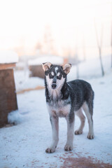 Black and white husky puppy stands still, looking at the camera in a snowy kennel near Malangen Fjord, Troms, Northern Norway © Fauren